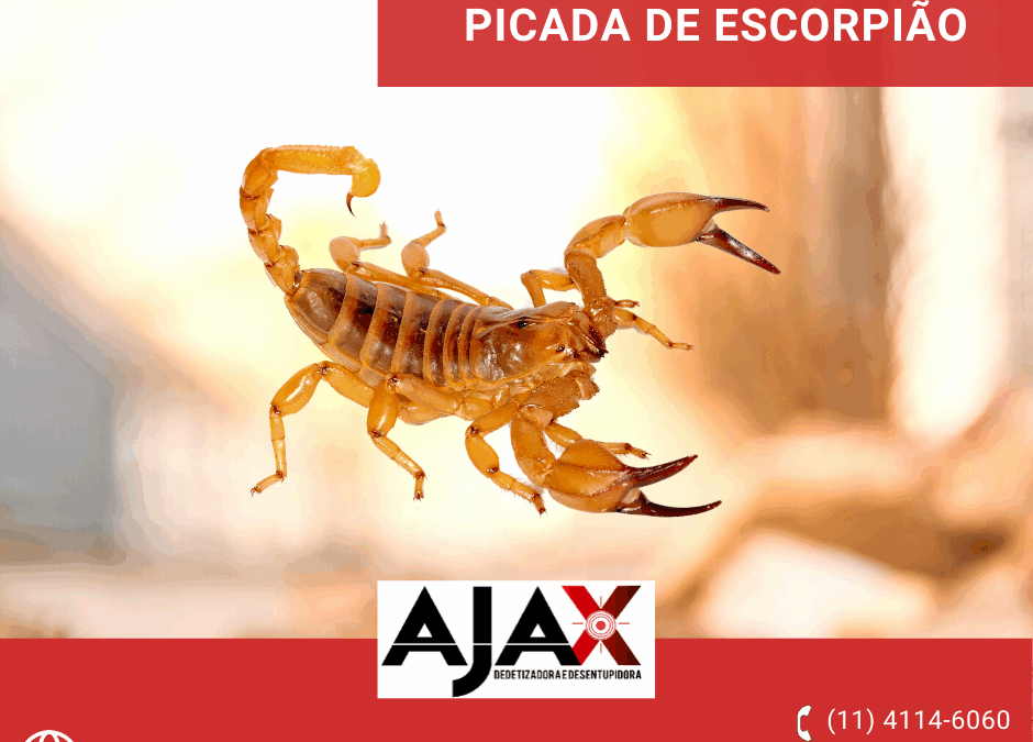 Como Prevenir Picada de Escorpião