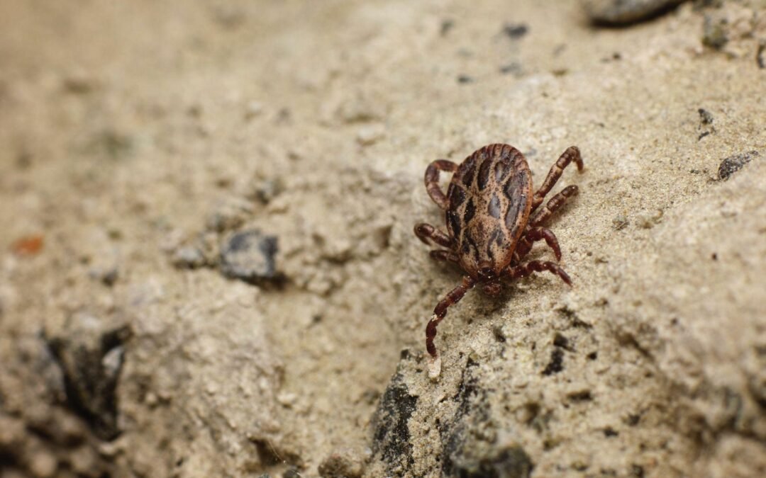 Como acabar com carrapatos dentro de casa?