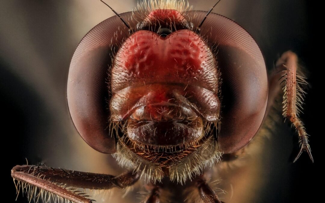 Como eliminar moscas do ambiente e da cozinha?