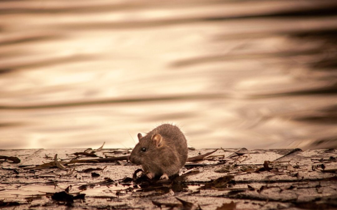 dedetização de ratos sp