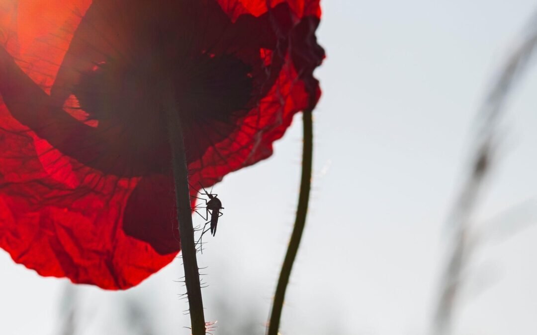 O perigo que uma infestação de mosquitos traz para casa