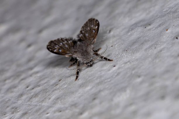 infestação de mosquitos