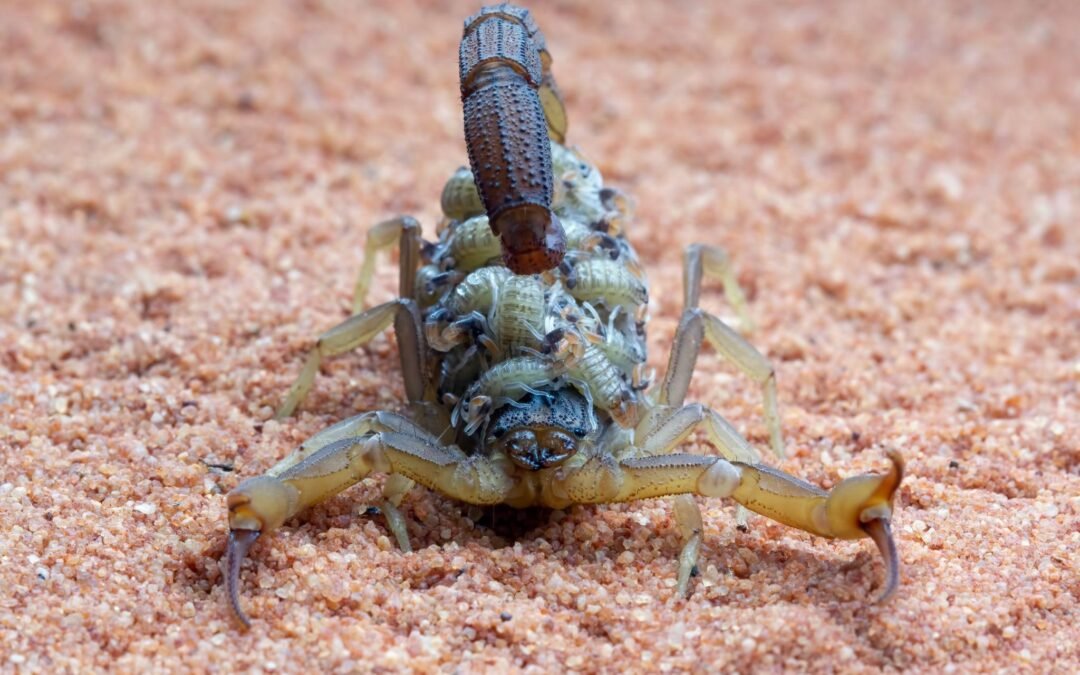 Animais peçonhentos do Brasil: devo me preocupar?