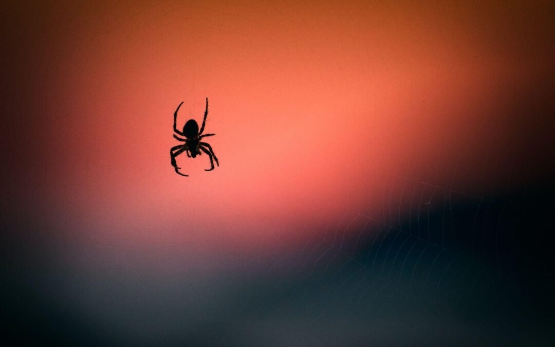 Minha casa tem muita aranha: como lidar com o problema?