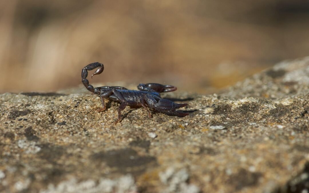 O que atrai escorpiões para o ambiente?