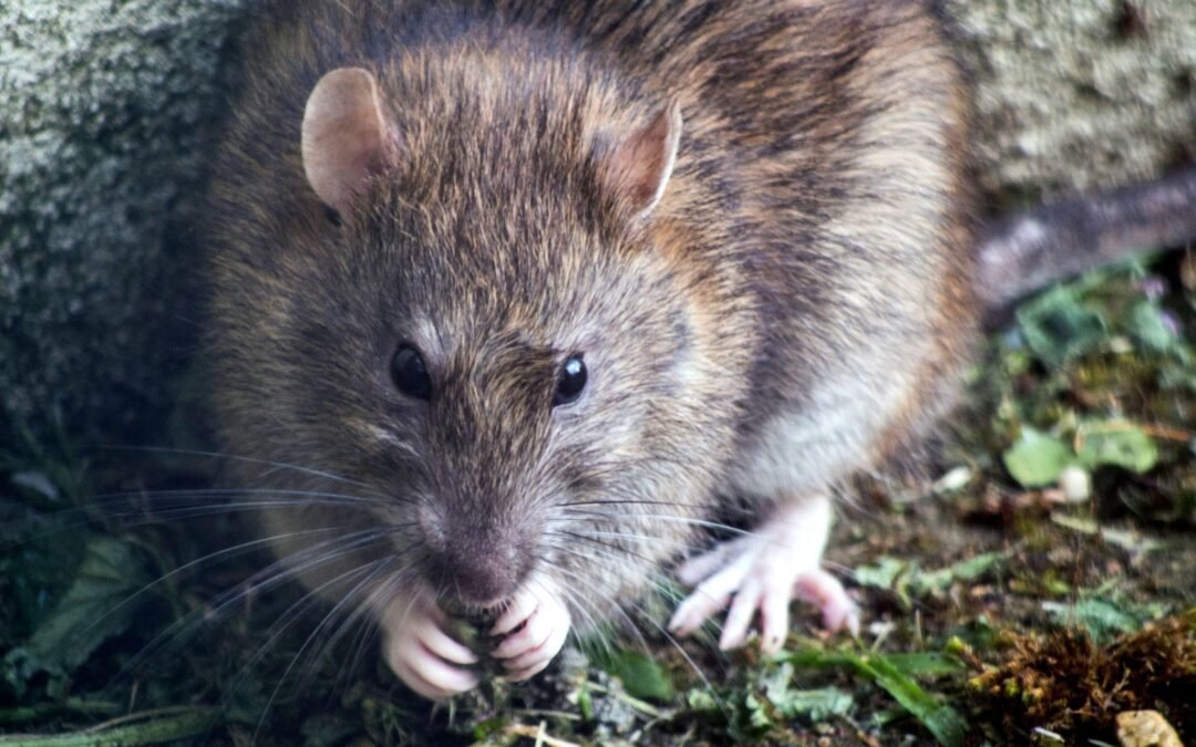 mordida de rato