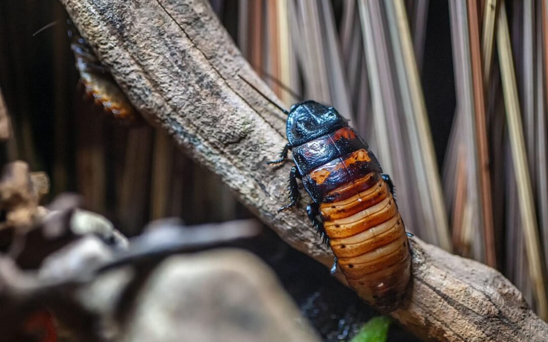 É verdade que barata come madeira?