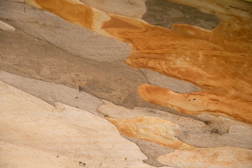 Dedetização de cupim