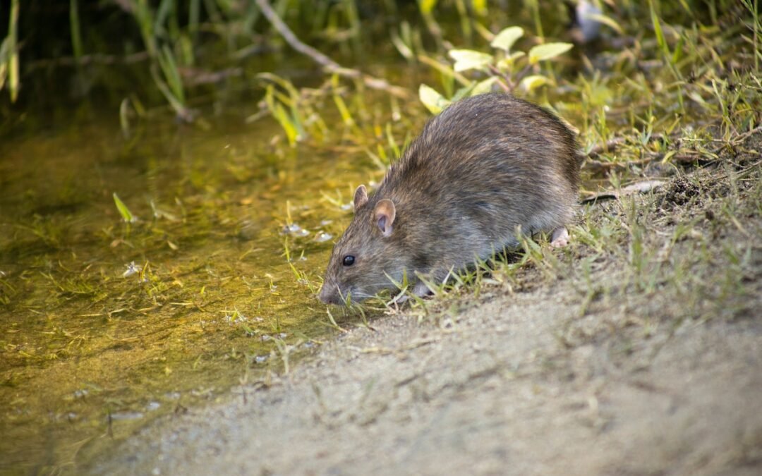Saiba quais são os perigos do chumbinho