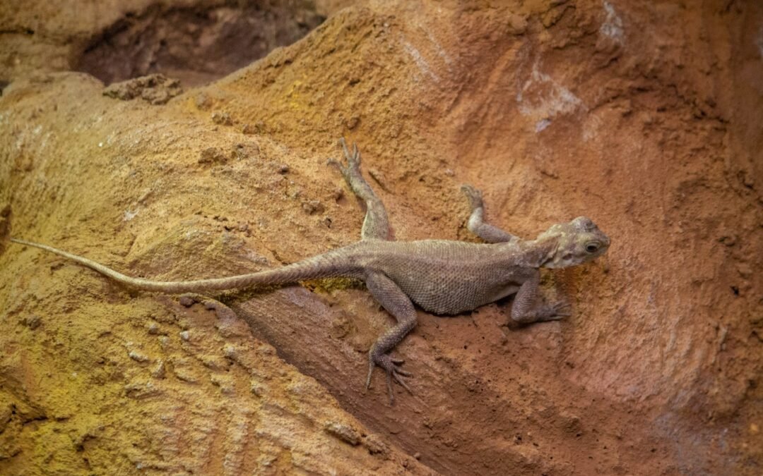 Cocô de lagartixa ou fezes de outros animais