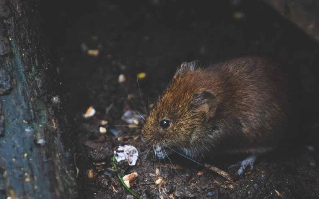 Em quanto tempo o rato morre depois de aplicado veneno?