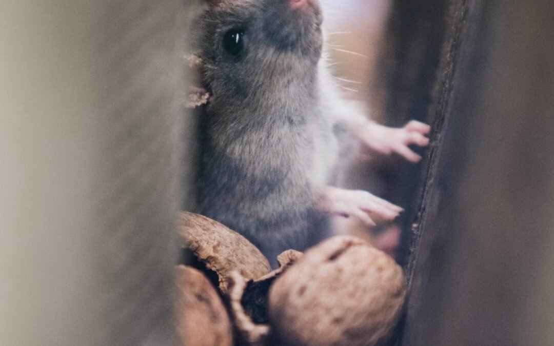Como pegar rato pequeno e rápido
