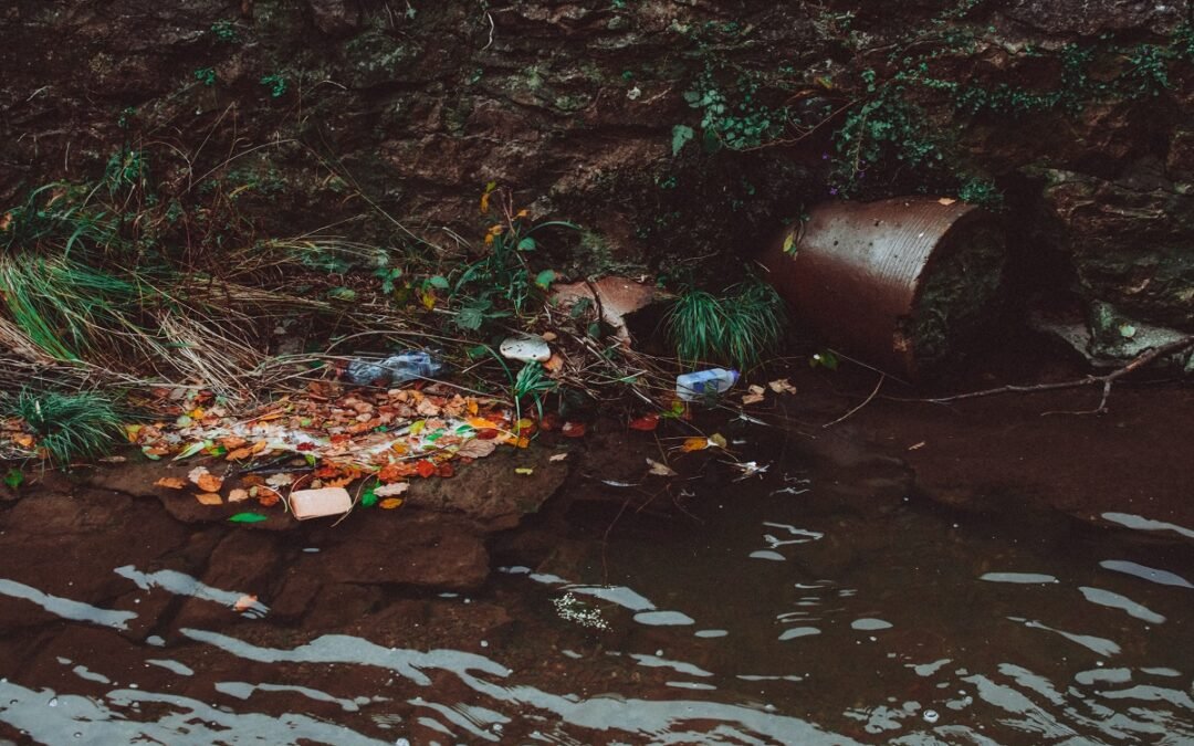 Fossa cheia atrai pragas?