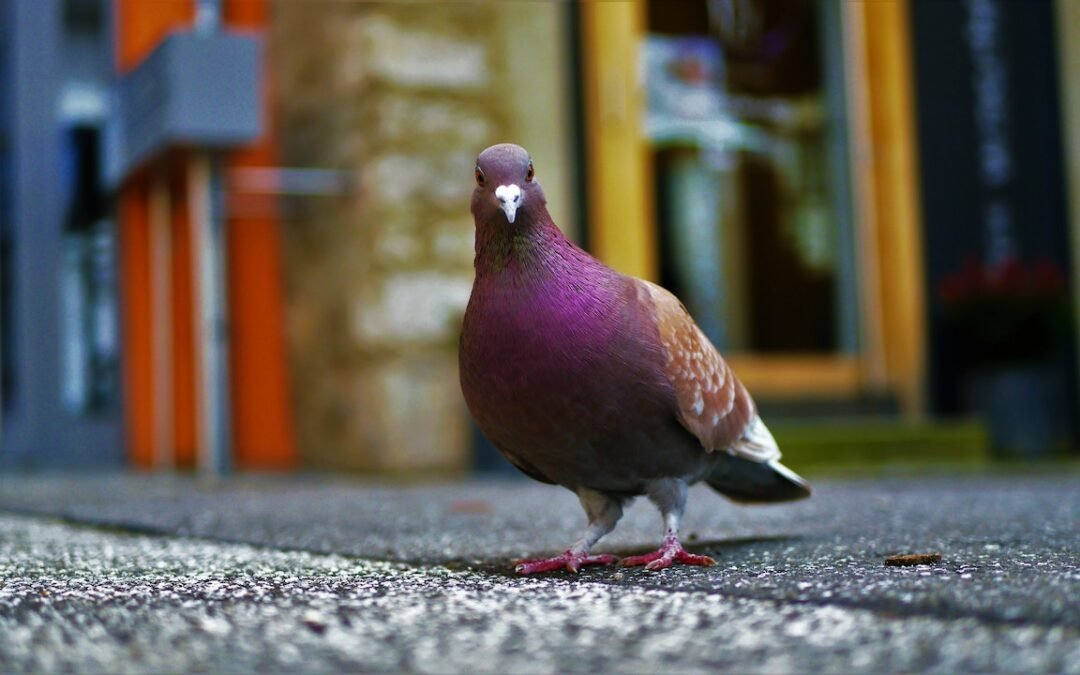 Controle de Pombos em SP. Como é feito?