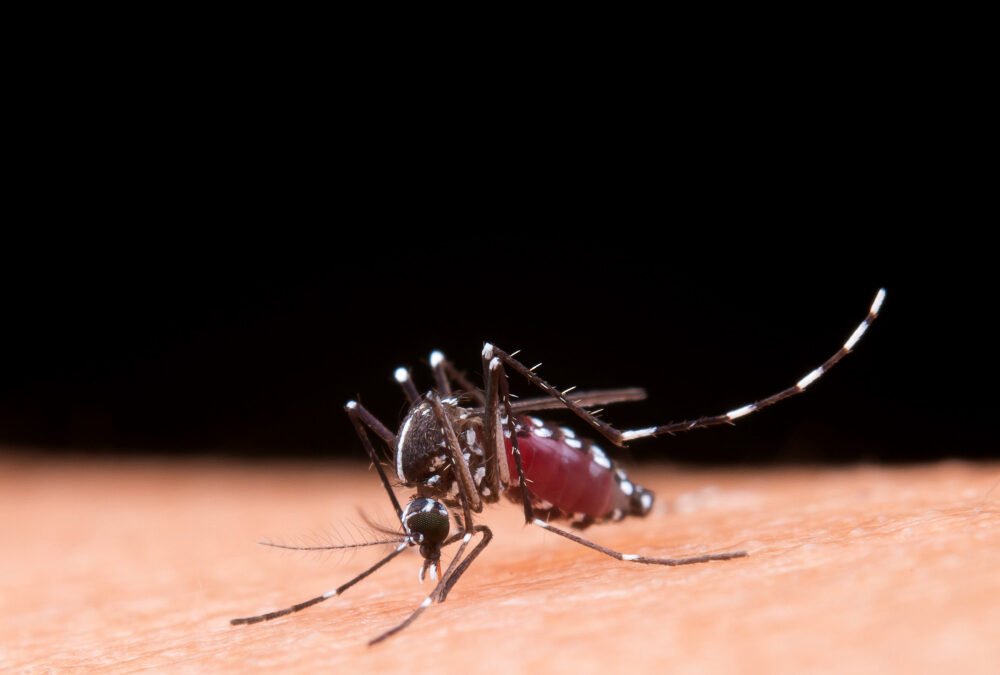 Como identificar o mosquito da dengue?
