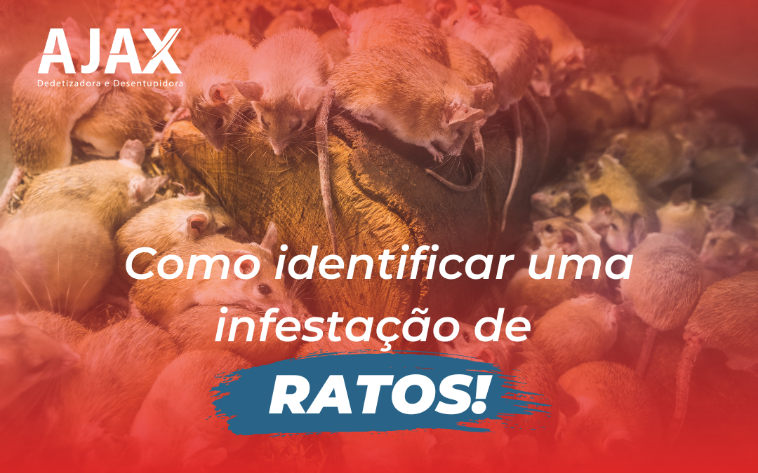 Como identificar uma infestação de ratos?