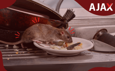 Diga adeus aos ratos: 4 maneiras de matar ratos