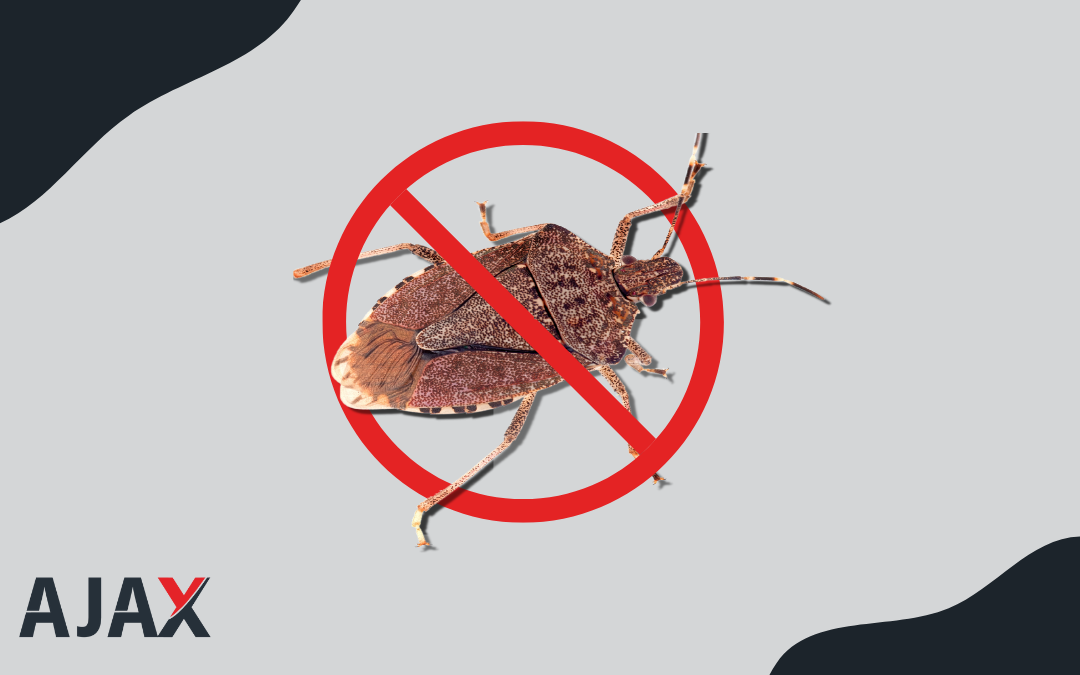 Percevejos? Não mais! Descubra as melhores estratégias de controle! Ajax Dedetizadora