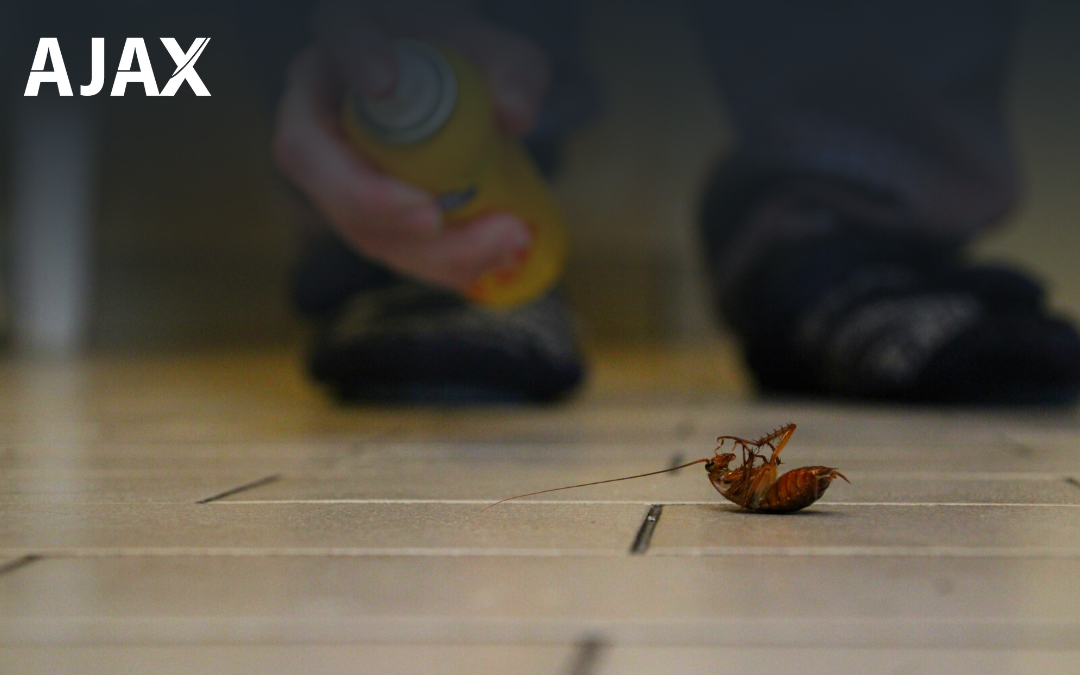 Baratas em Casa? Descubra Maneiras Eficazes de se Livrar Delas | Ajax Dedetizadora