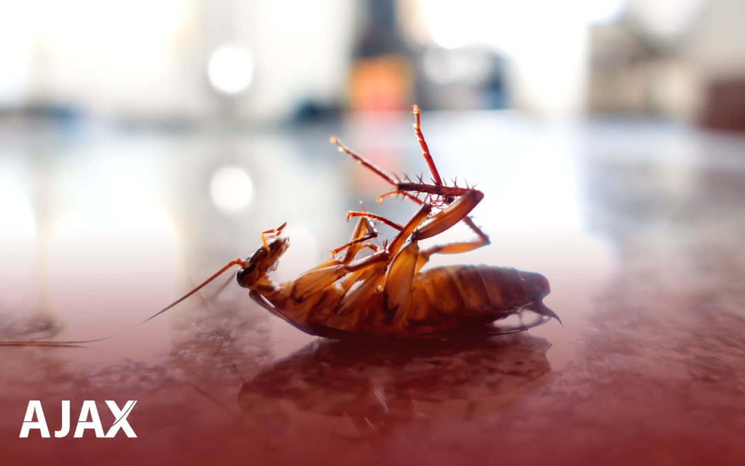 Baratas em Condomínios: Estratégias de Prevenção e Controle! Ajax Dedetizadora