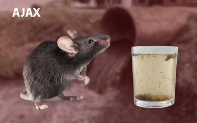 Ratos e a Contaminação da Água: Um Alerta Importante!