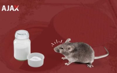 Ratos e Bicarbonato: Mitos e verdades!