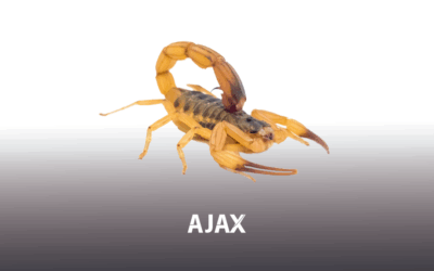 Picada de Escorpiões sobem 13% em SP! Saiba o que fazer: