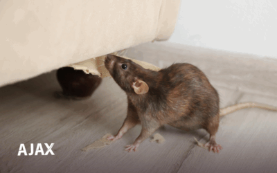 Ratos em casa? 10 Maneiras de Prevenir Infestações: