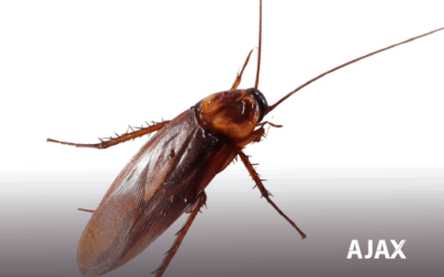 Baratas em casa? 5 Passos Simples para Eliminar: