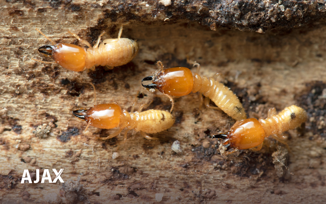 Cupim: Tipos e Riscos para a Estrutura do Imóvel!