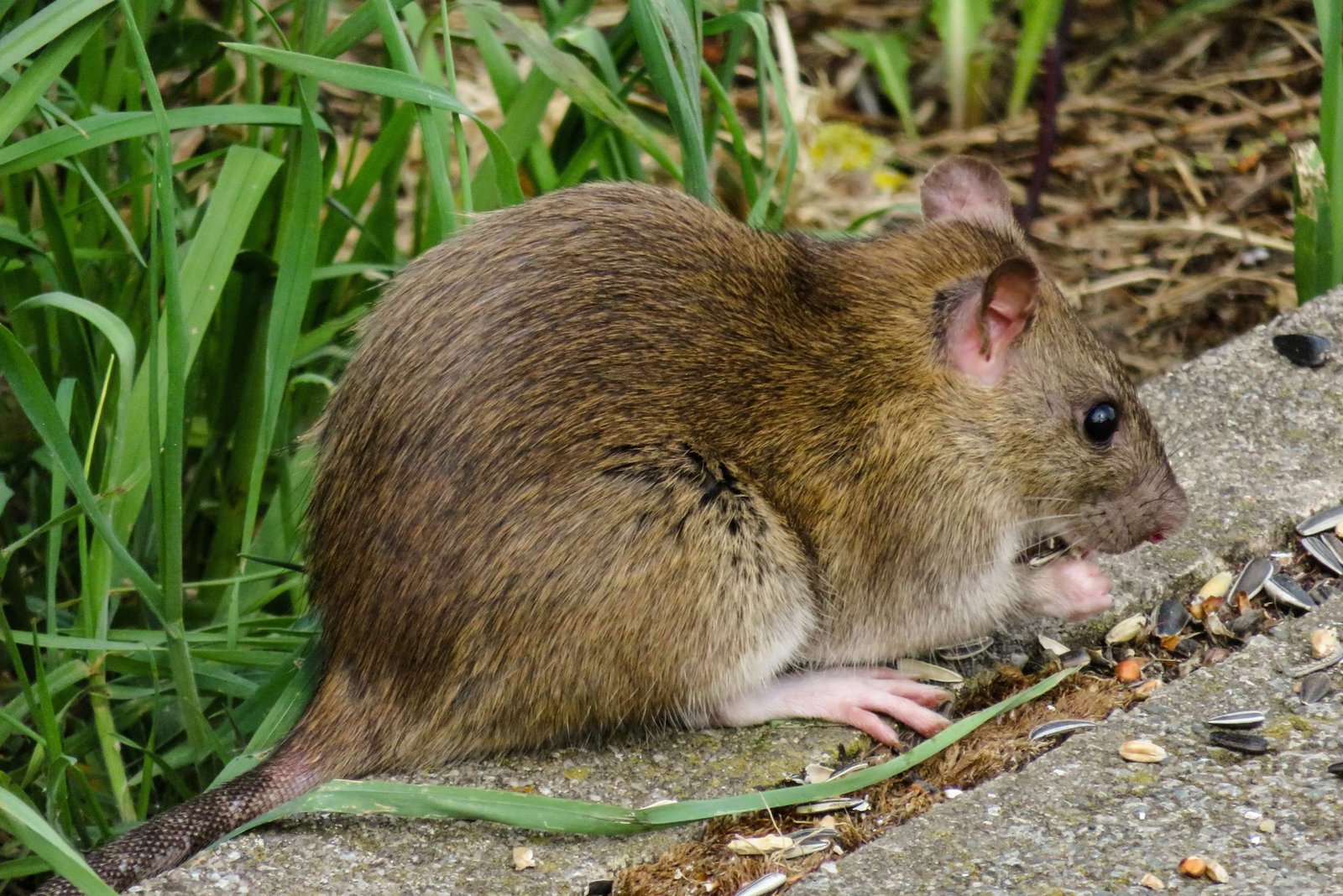Ratazana